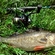 Eurasian perch