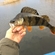 Eurasian perch