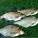 Carp bream
