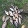 Prussian carp