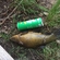 Tench