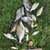 Carp bream