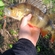Eurasian perch