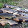 Tench
