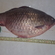 Crucian carp