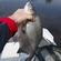 Carp bream