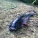 Wels catfish