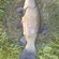 Tench