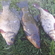 Prussian carp
