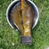 Tench