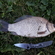 Crucian carp