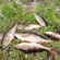 Eurasian perch