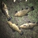 Tench