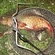 Carp bream