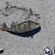 Eurasian perch