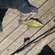 Tench