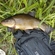 Tench