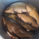 Tench