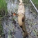 Tench