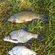 Tench