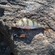 Eurasian perch