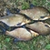 Carp bream