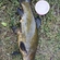Tench
