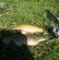Tench