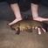 Tench