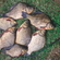 Prussian carp