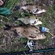 Carp bream