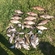 Carp bream