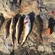 European plaice