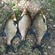 Carp bream
