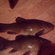 Tench