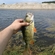 Eurasian perch