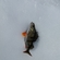 Eurasian perch
