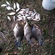 Prussian carp