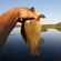 Crucian carp