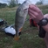 Eurasian perch