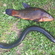 European eel