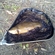 Tench