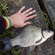 Prussian carp