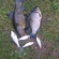 Prussian carp
