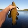 Tench