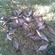 Carp bream