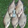 Carp bream