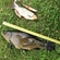 Tench