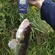 Pike perch