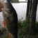 Eurasian perch